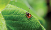 Nature’s Tiny Killjoy: What You Need to Know about Lyme Disease
