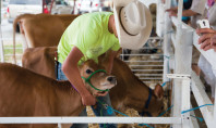 4-H – Farming at the Fair