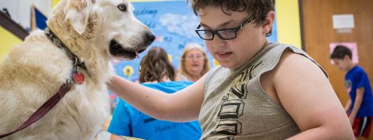 Therapy Dogs