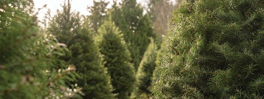 crystal springs tree farm feature photo