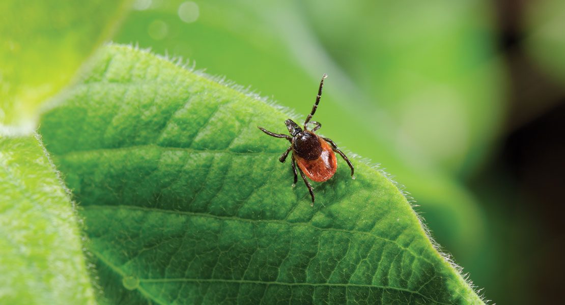 Nature’s Tiny Killjoy: What You Need to Know about Lyme Disease