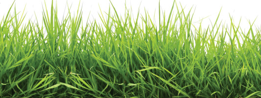 Green With Envy: How to Have the Perfect Lawn