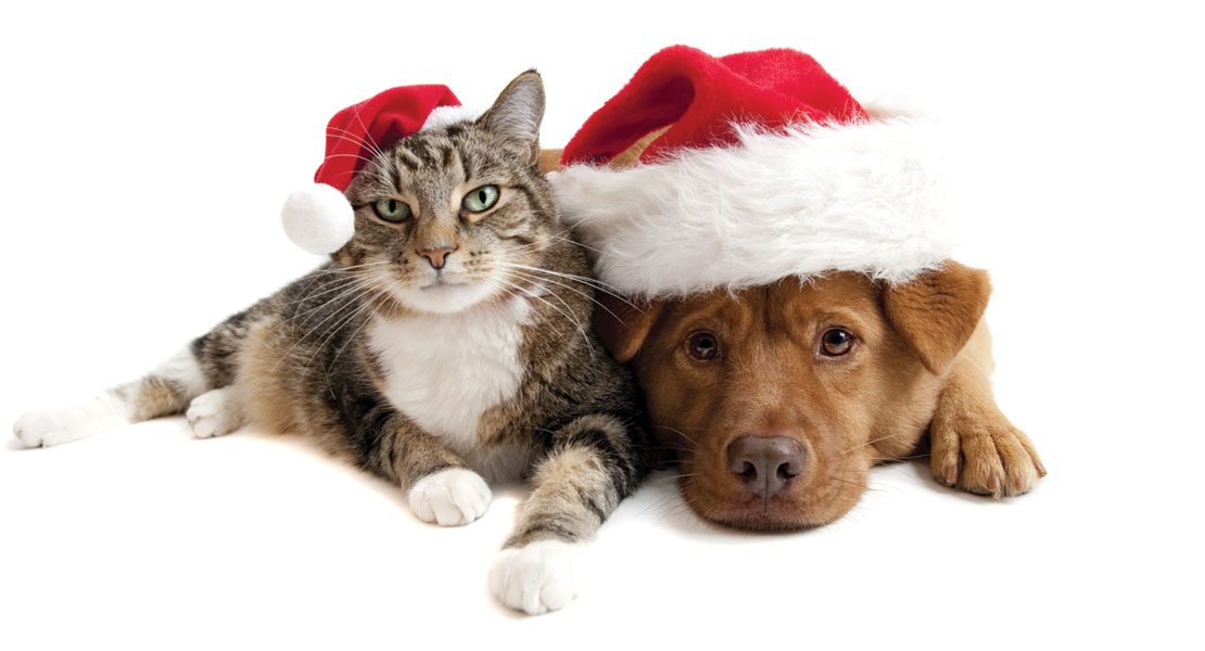 Tips for Holiday Pet Safety and Special Care