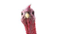 Let’s Talk Turkey: Thanksgiving by the Numbers