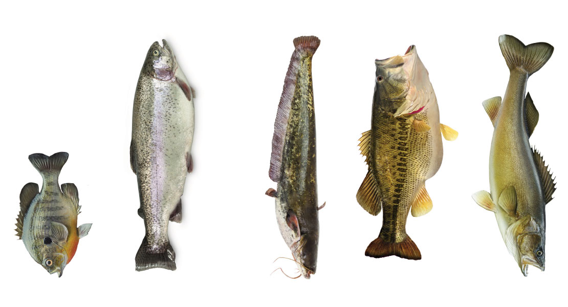 5 Great Tasting Freshwater Fish